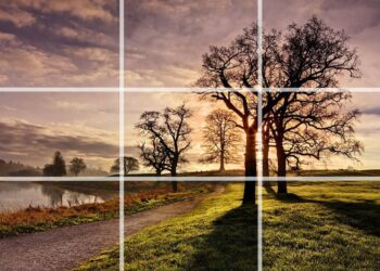 The Photography Daily